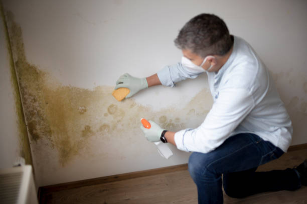 Best Mold Removal for HVAC Installations  in Timberline Fernwood, AZ